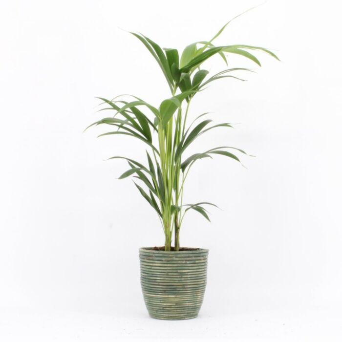 Kentiapalm Howea Forsteriana, 4 stek p/pot
