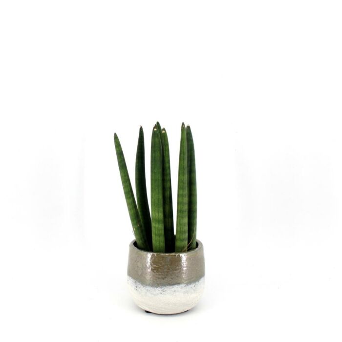 Sansevieria Straight Sansevieria Straight