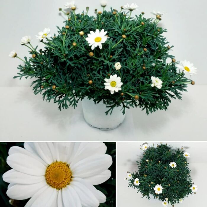 Margriet Ø 18 cm Struik Margriet Ø 18 cm Struik