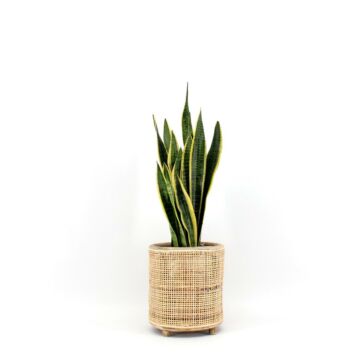 Sansevieria Laurentii