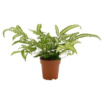 Pteris Albolineata